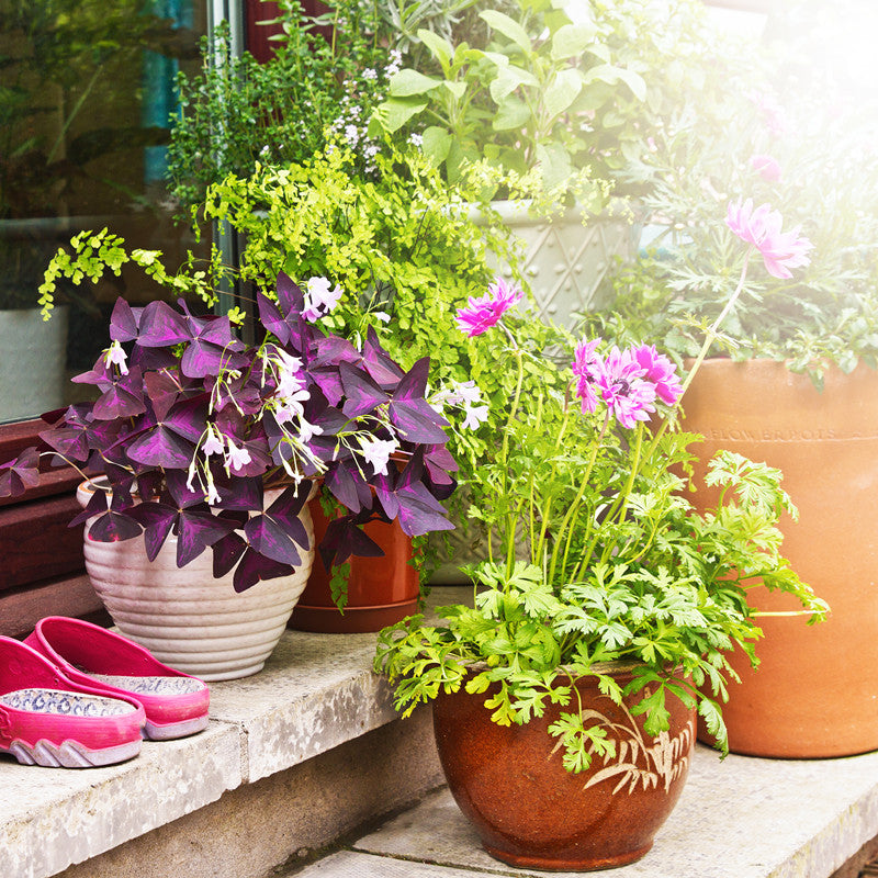 A Guide To The Types And Designs Of Flower Pots