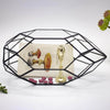Ferrisland® Irregular Geometric Terrarium