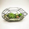 Ferrisland® Irregular Geometric Terrarium