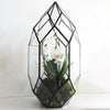 Ferrisland® Irregular Geometric Terrarium