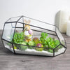 Ferrisland® Irregular Open Geometric Terrarium