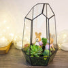 Ferrisland® Irregular Open Geometric Terrarium