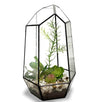Ferrisland® Irregular Open Geometric Terrarium
