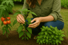 Best Plants to Grow in Summer & Essential Garden Prep Tips