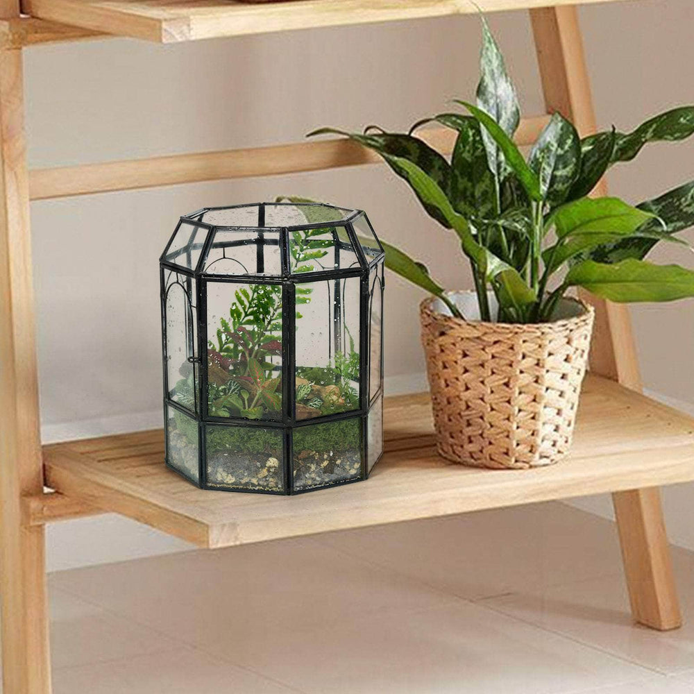 Ferrisland Glass Terrarium Plants with Lid Ferrisland