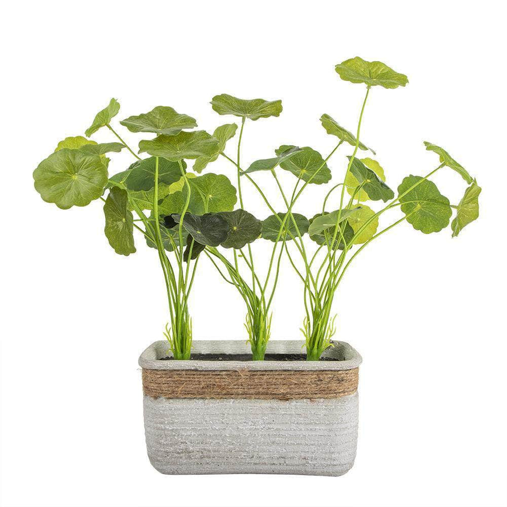 Ferrisland® Cement Potted Artificial Round leaf live Gotu Kola Herb